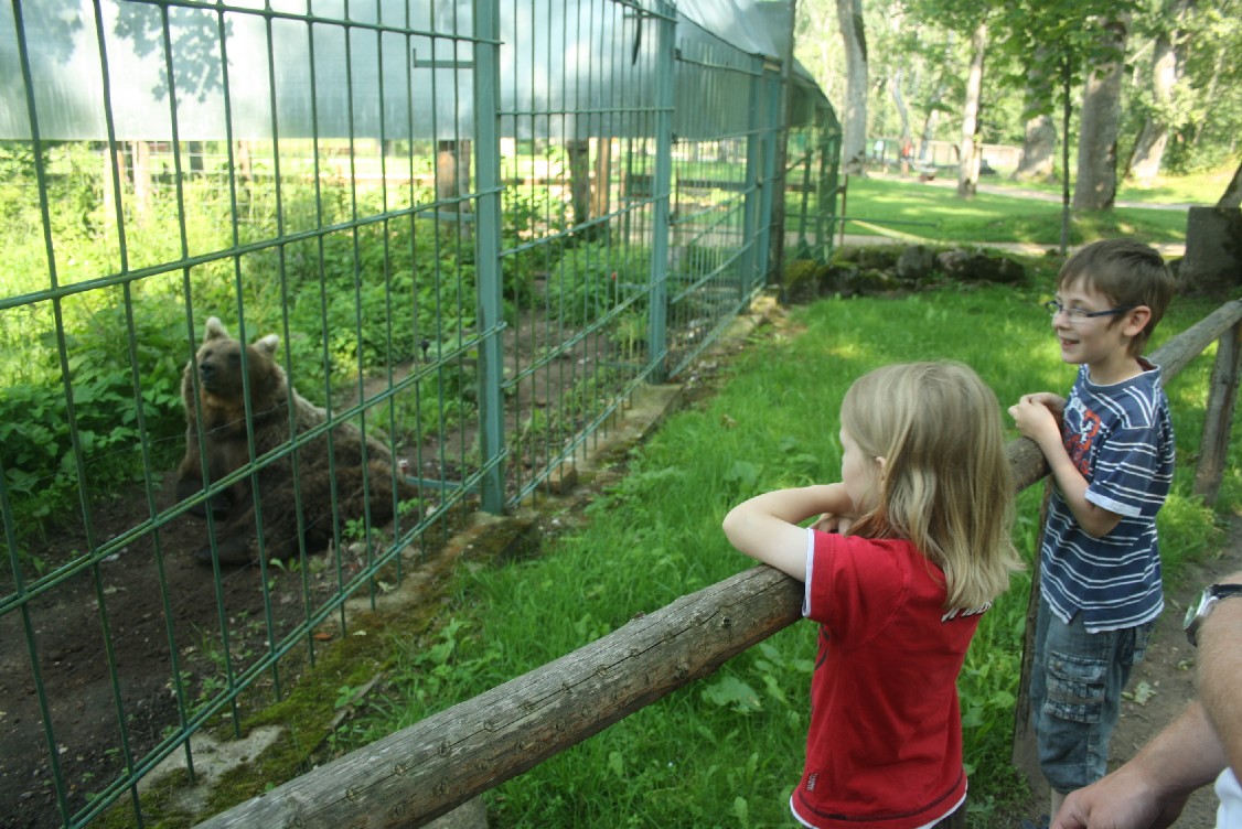 There is a small animal park in Elistvere that shows all the animals that also roam freely through the woods of Estonia. 