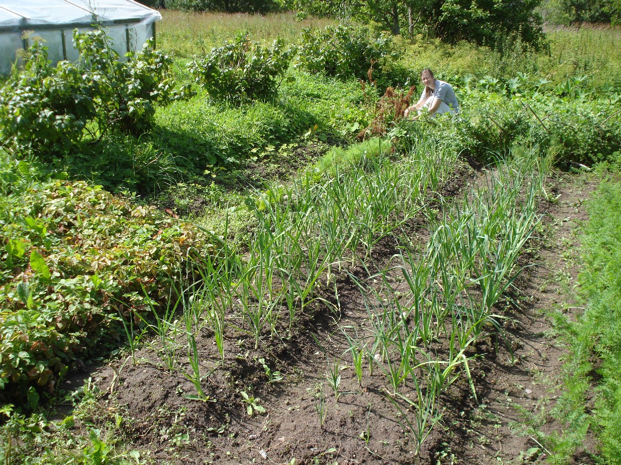 A large garden for vegetables is very common in Estonia. 