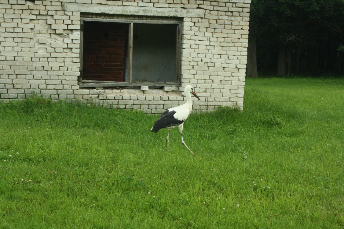 Storks and delapidated buildings both are a common sight in Estonia. 