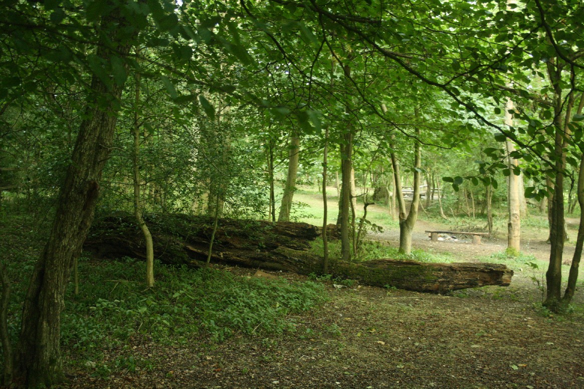 In the "garden" of Tanner's Hatch youth hostel.