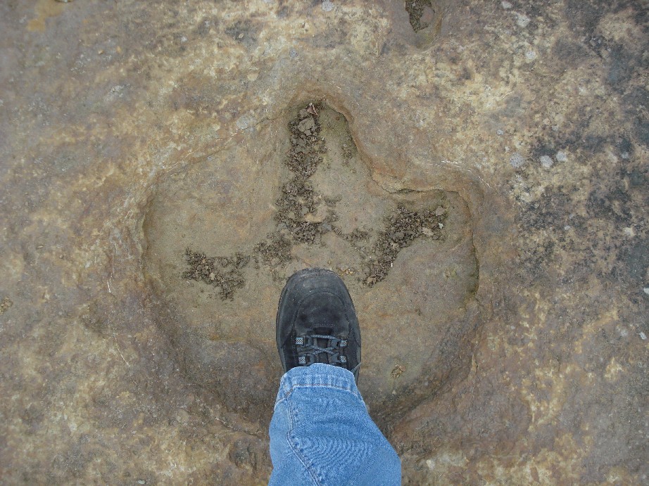 The footprint of a triceratops. Not as interesting as our kitchen, says Marcin. 