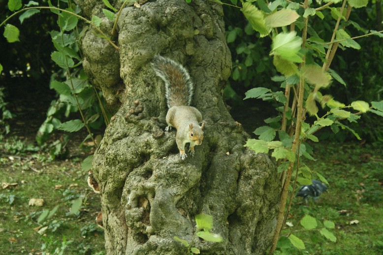 Squirrels are as present and as annoying as pigeons in many English towns. 