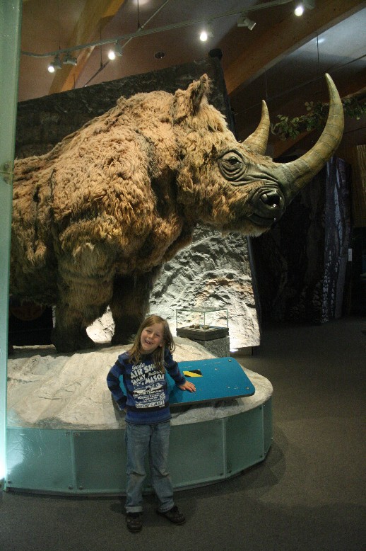 Silas met a glacial woolly rhinoceros in life-size. 