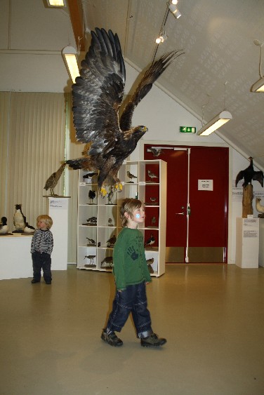 Die Tierwelt Südnorwegens und nördlicherer Landesteile lassen sich hautnah erfahren. (We got in touch with lifelike animals of Southern Norway and the more Northern parts of the country.)