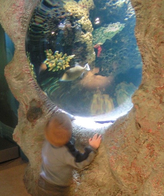 Das Aquarium sorgt für Faszination. (Fascinating aquarium.) 