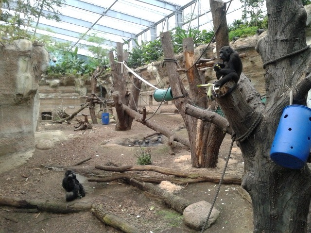 Die Stars der Tropenhalle sind die Gorillas (und die Orang-Utans). Insgesamt bevölkern 80 Tierarten das Darwineum. 