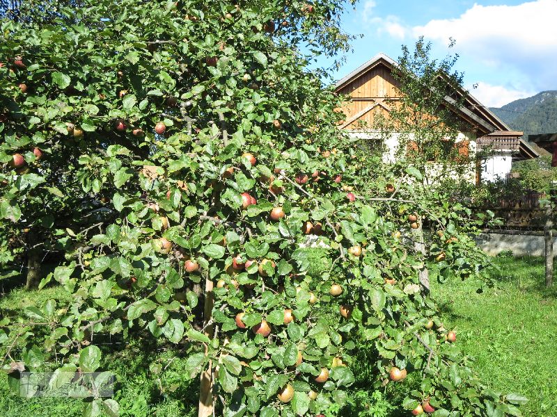 Auch ganz typisch für Slowenien: Apfelbäume, jede Menge Apfelbäume! 