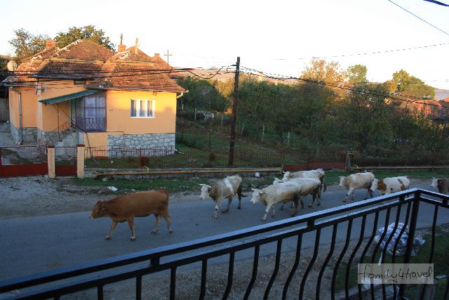 Blick vom Balkon unseres Pensionszimmers in Tureni bei Cluj-Napoca: Morgens gehen die Kühe zur Weide, abends gehen sie zurück. Normal (in Rumänien). 