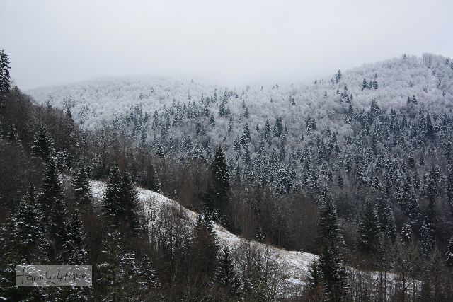 Winterwunderland, wie mit Puderzucker bestäubt - Montenegro, nahe des Wintersportorts Kolasin. 