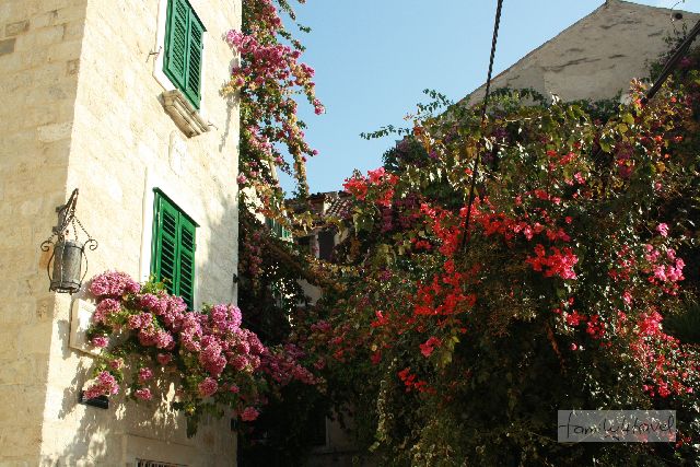 Split im November, Blumen