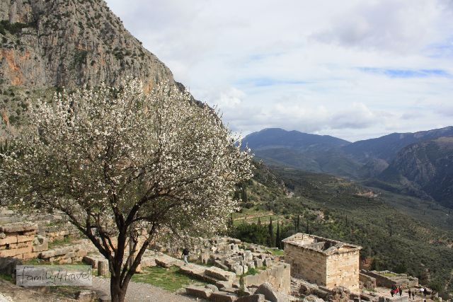 In Delphi ist schon Frühling - der blühende Mandelbaum ist ein interessanter Kontrast zum spektakulären Ausblick und der mystischen Stimmung des Ortes (den widerum die vielen Leute kontrastieren, besonders Familien mit lauten Jungs...). 