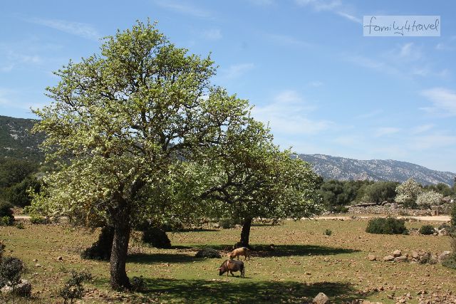 Grasende Schweine?! Auf beiden Inseln keine Seltenheit (diese hier strolchen im Nordosten Sardiniens herum).