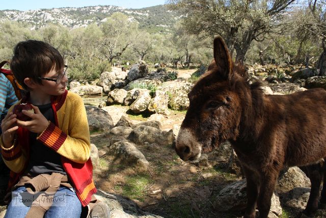 Manche Sarden werden besonders kinderfreundlich, wenn das fragliche Kind gerade einen Apfel isst... Tierische Begegnungen sind sowohl auf Sardinien als auch auf Korsika bei den meisten Wanderungen inklusive.