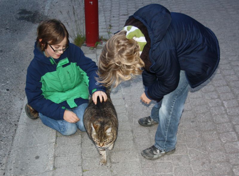 Die Katzen in Norwegen sind tendenziell besser genährt und weniger geduldig. Also, diese eine, die die Jungs auftreiben konnten.
