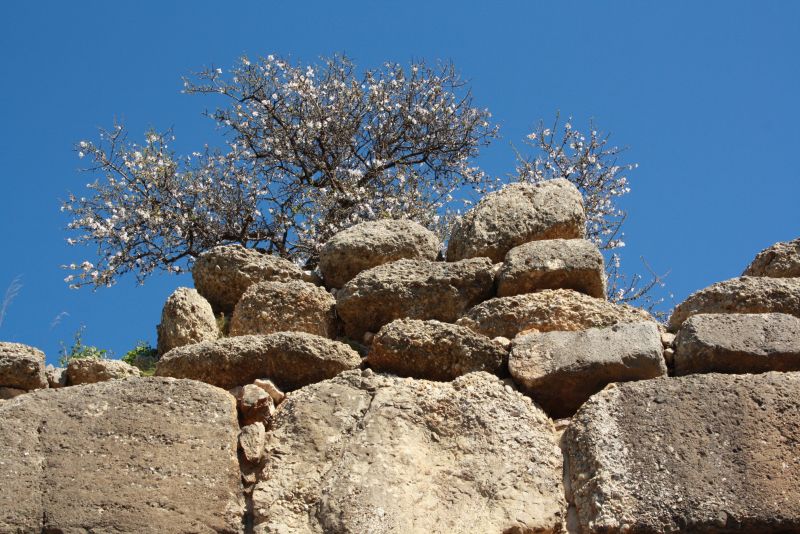 Mandelbaum an antiker Zyklopenmauer, Mykene. 