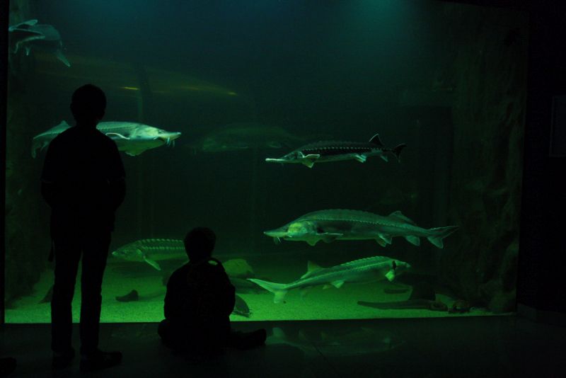 Störe, Aquarium Tulcea, Donaudelta, Rumänien