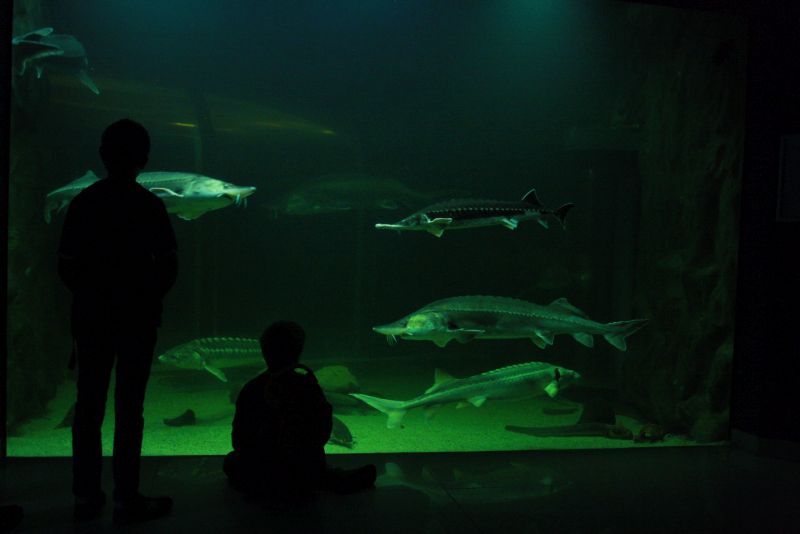 donau-donaudelta-tulcea-museum-aquarium