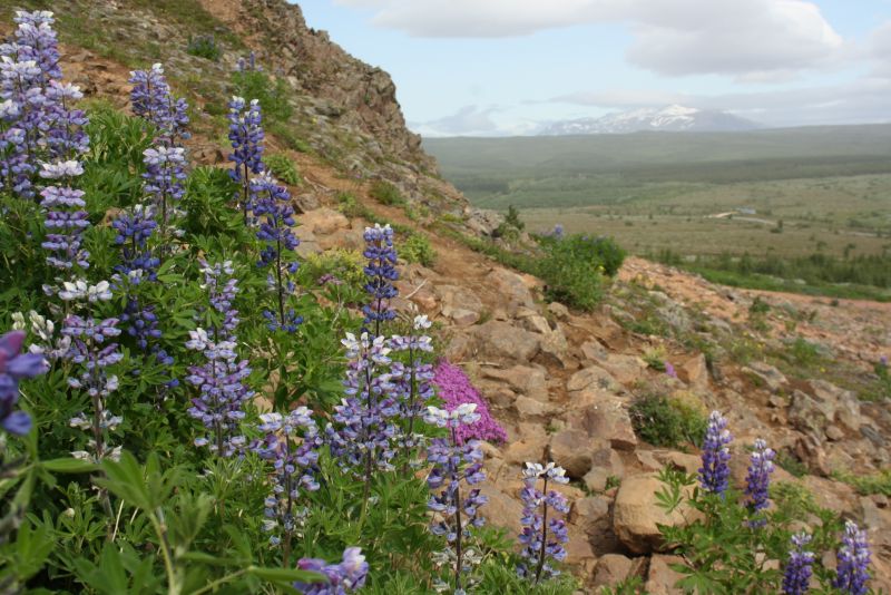 Lupine, Island