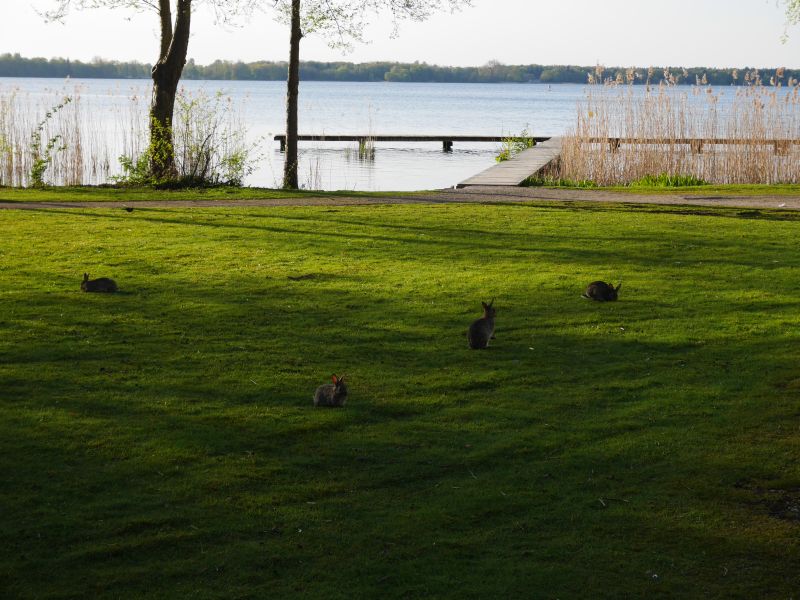 Kaninchen in Bad Zwischenahn.