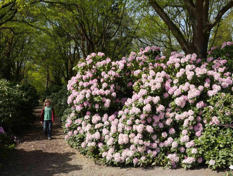 Rhododentron im Park der Gärten, Bad Zwischenahn.