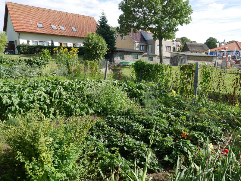 Gemüsegarten, Neppermin, Usedom