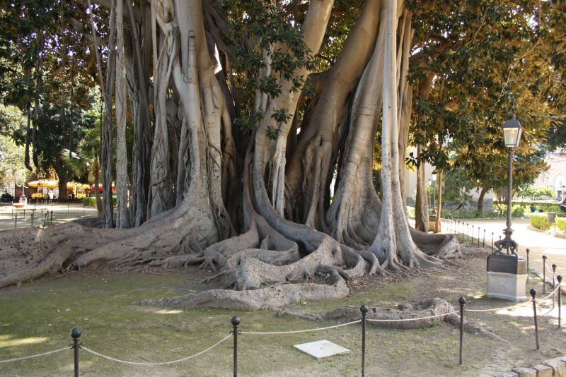 Feigenbäume, Giardino Garibaldi, Park, Palermo, Sizilien