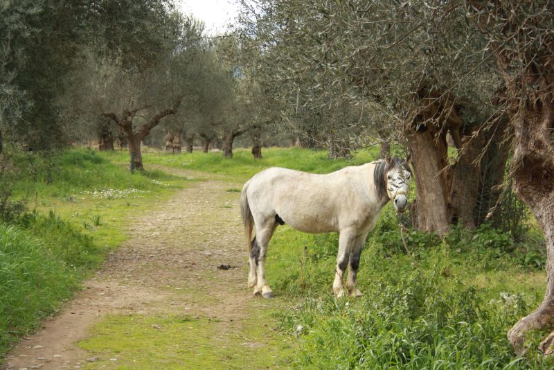Pferd grast zwischen Ruinen, Sparta, Griechenland
