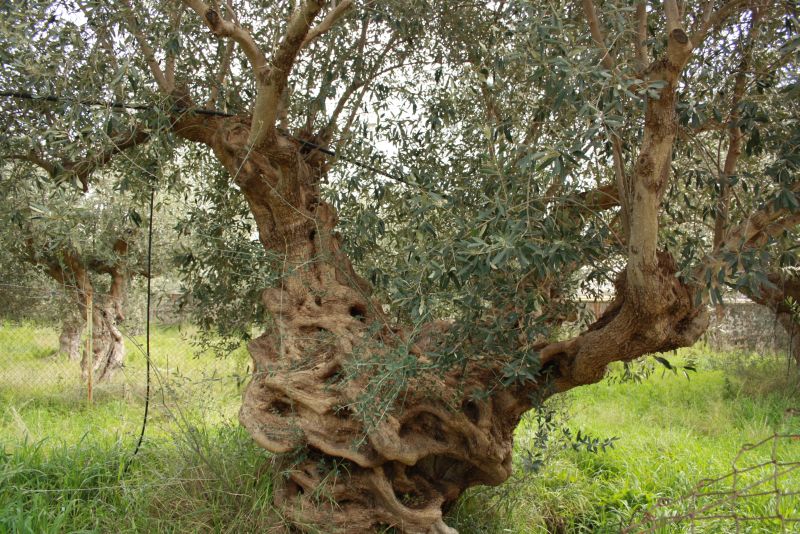 Ein uralter Olivenbaum in Sparta. 