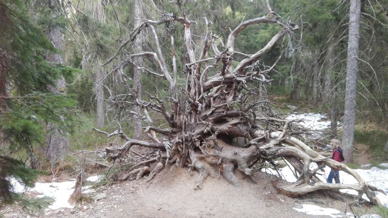 Familienurlaub im Schwarzwald, Feldberger Hof, Wandern mit Kindern, Wichtelpfad Wurzel