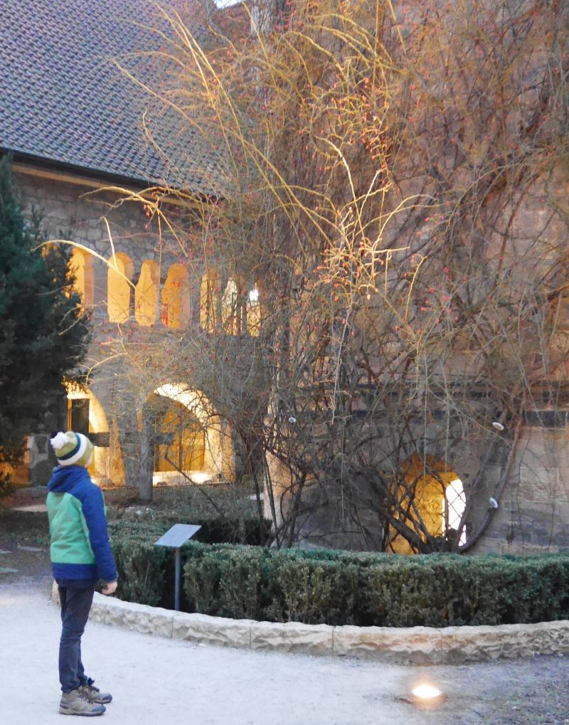 1000-jähirger Rosenstock Hildesheim im Winter, Hildesheim mit Kindern