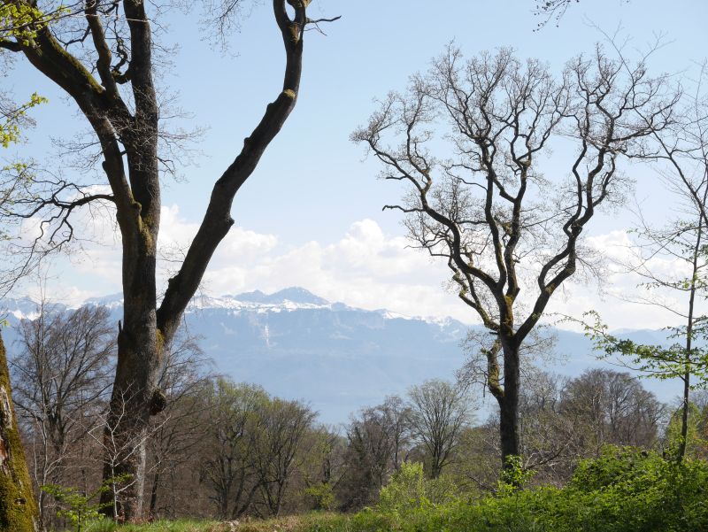 Stadtwald Sauvabelin, Lausanne mit Kind