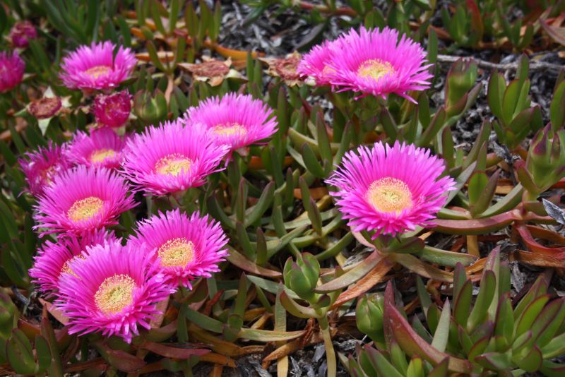 Mittagsblume, pinke Blume auf Sardinien und Korsika am Strand