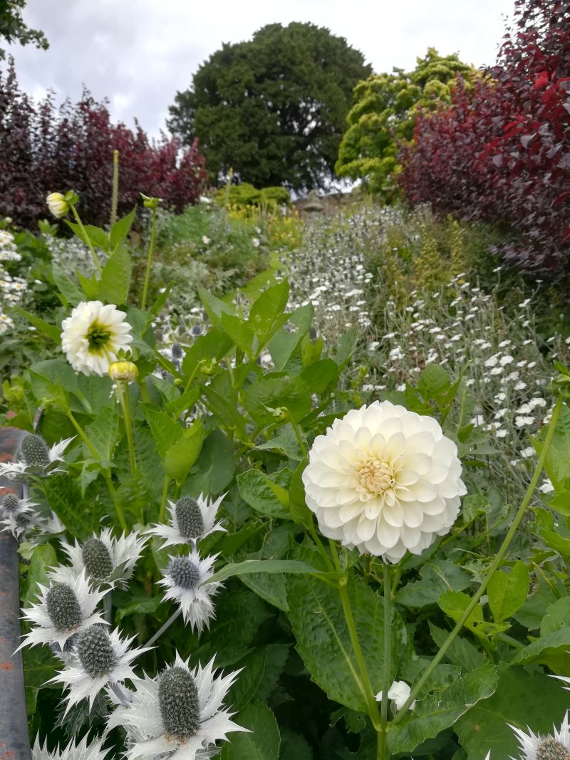 Inveresk Lodge Garden, Musselburgh, Schottland