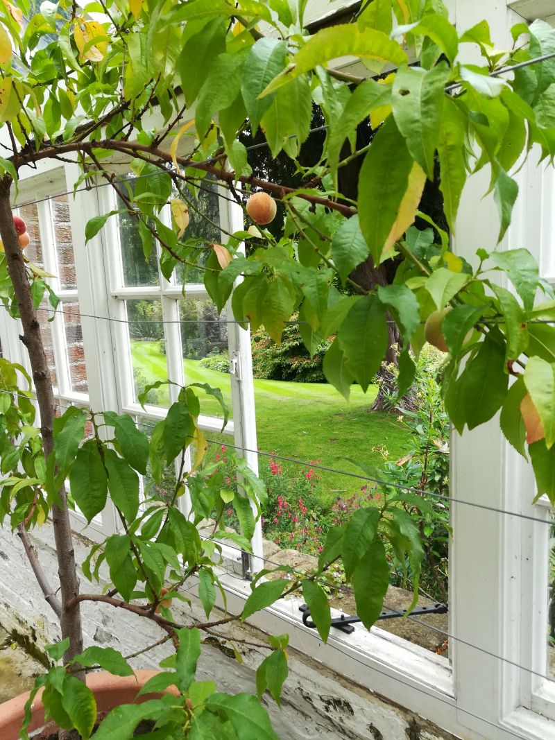 Inveresk Lodge Garden, Musselburgh, NTS, Pfirsichbaum