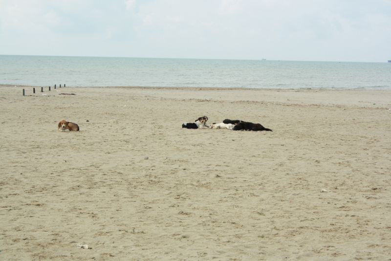 Albanische Straßenhunde am Strand in Durres