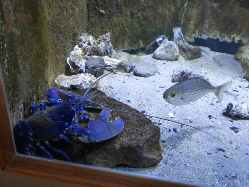 Borkum Sehenswürdigkeiten, Nordsee-Aquarium, Hummer