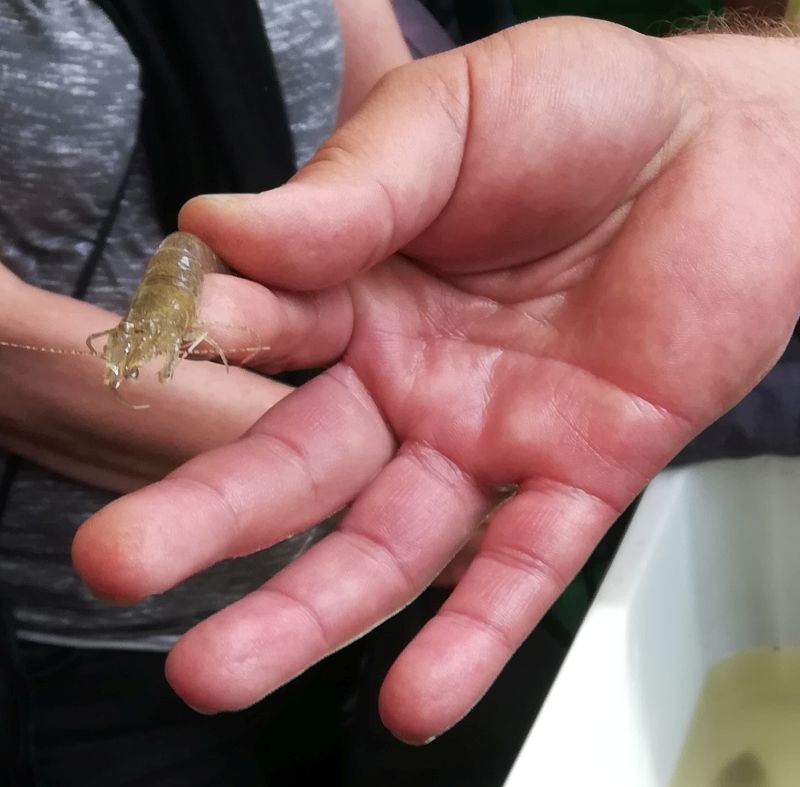 Borkum Sehenswürdigkeiten, Krabbe, Fahrt mit dem Krabbenkutter