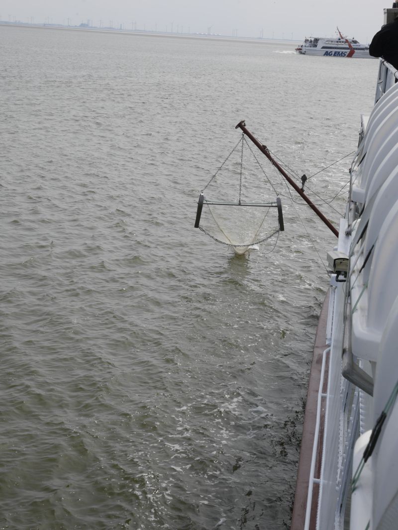 Borkum Sehenswürdigkeiten, Krabbenkutter Schleppnetz