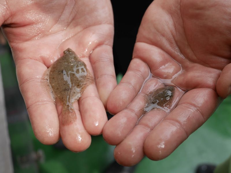 Borkum Sehenswürdigkeiten, Flundern, Fahrt mit dem Krabbenkutter