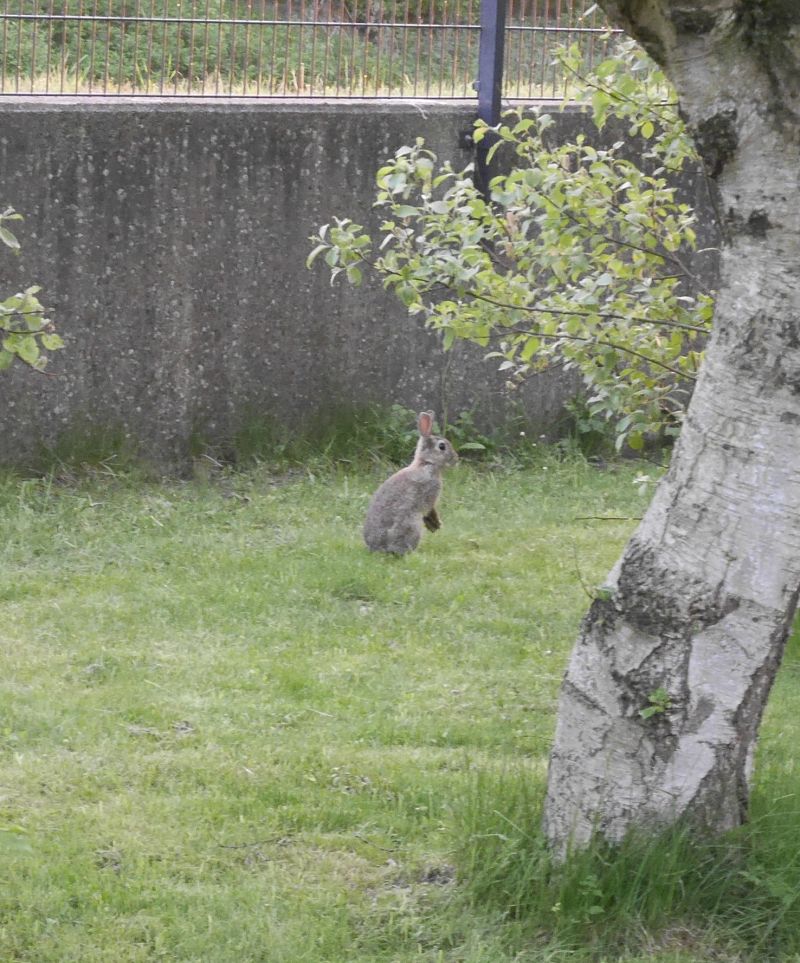 Jugendherberge Borkum Kaninchen