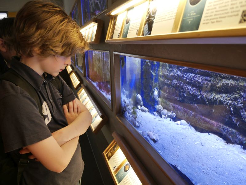 Borkum Sehenswürdigkeiten, Nordsee-Aquarium