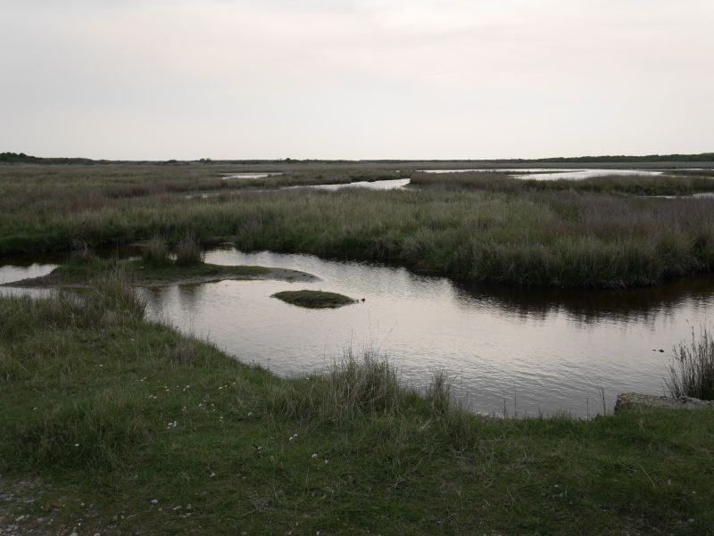 Borkum Salzmarsch