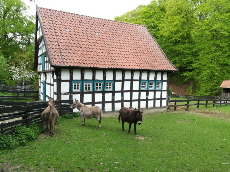 Bielefeld mit Kind, Tierpark Olderdissen, Esel