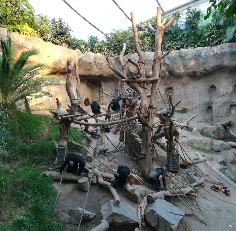zoo leipzig, menschenaffenanlage