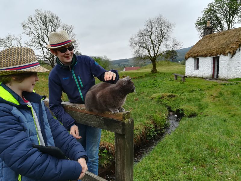 freilichtmuseum Katze