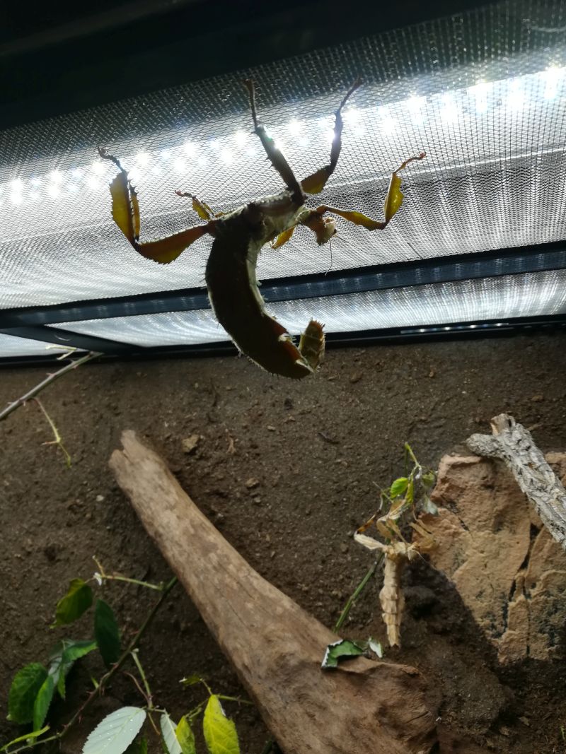 Insekten Sonderausstellung Eulenburg Rinteln