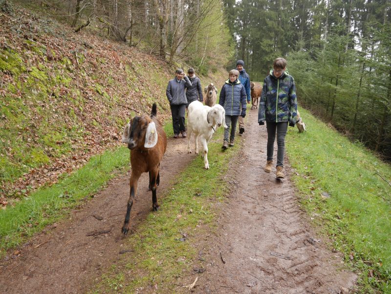 schwarzwald wandern mit ziegen und kindern