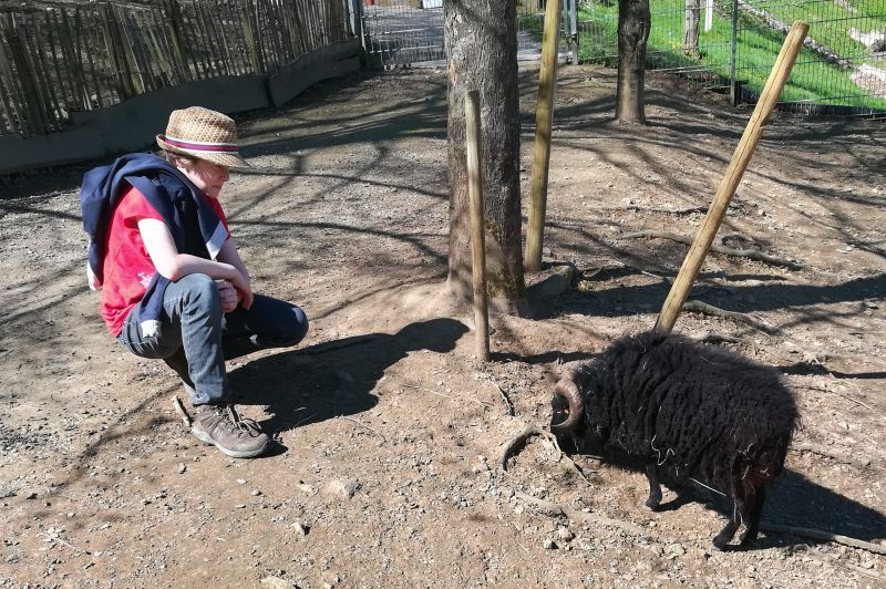 Schwarzwaldzoo Waldkirch, Streichelzoo Kind mit Schaf