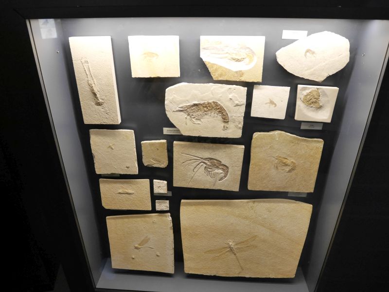 wilhelmshaven aquarium urzeitmeermuseum fossilien