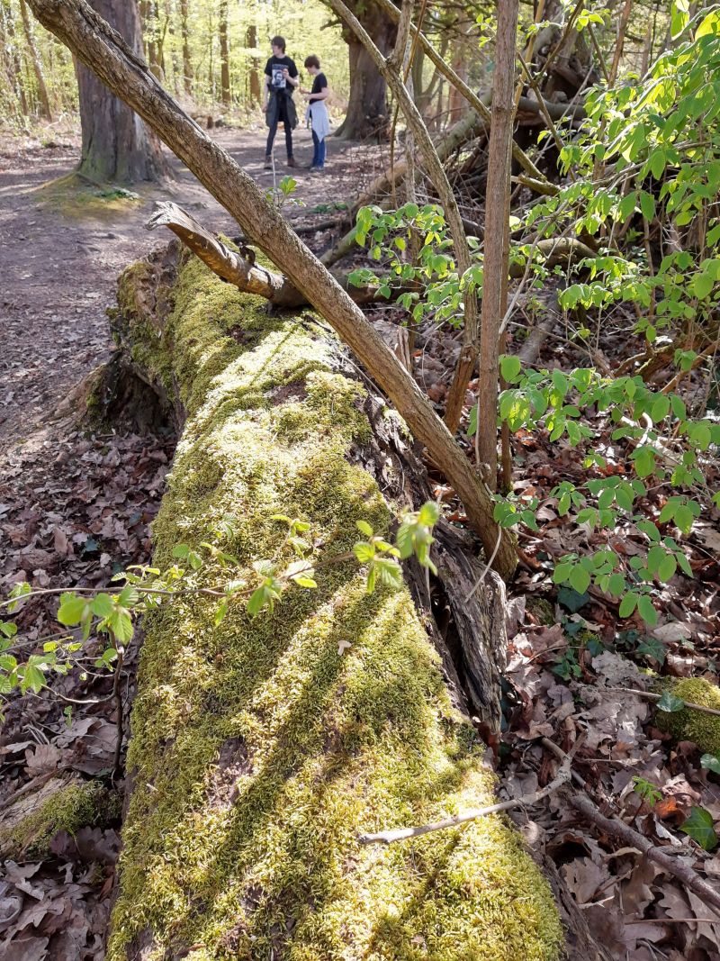 spazieren gehen in schaumburg wald